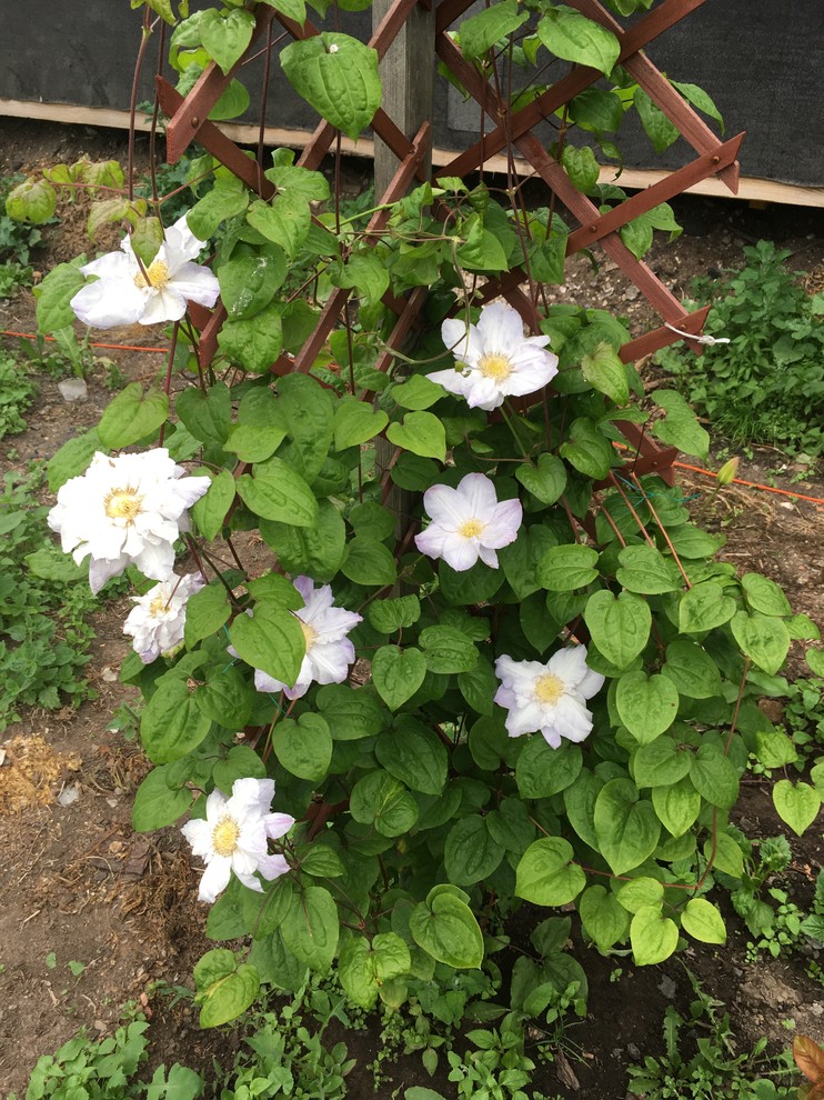 Реставрация старинного сада в калужской области, д.Кромино
