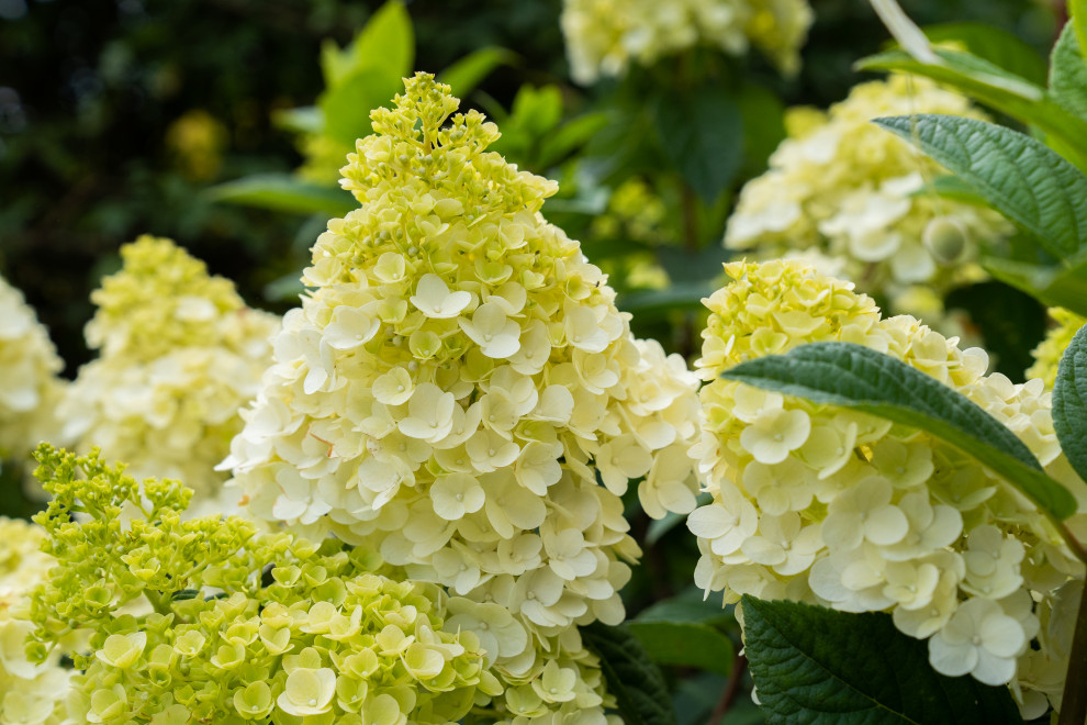 Гортензии для сада премиум-класса