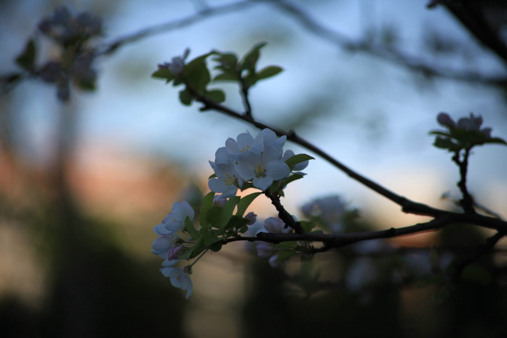 Тихая роскошь