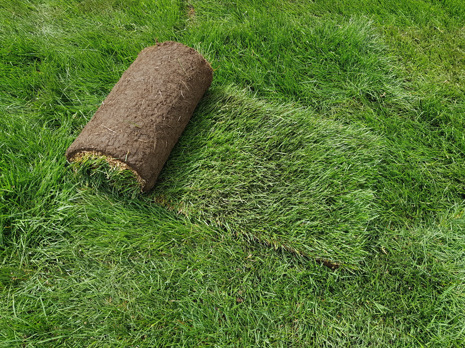 Обложка проекта: Рулонный газон Красноярск