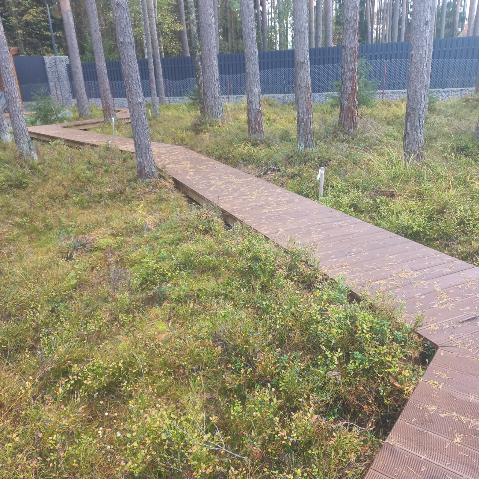 Текущий проект: Охта-Парк