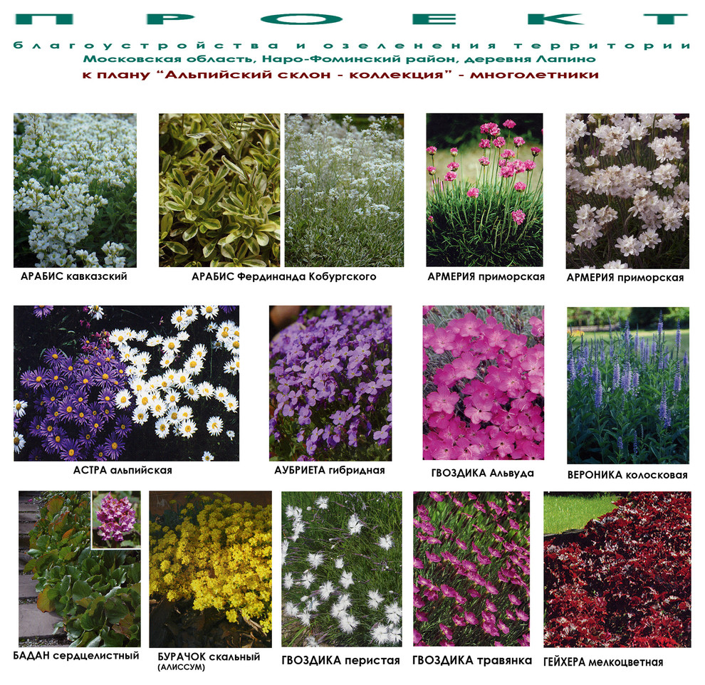 Дизайн участка - альпийская горка - видеоряд - многолетники.