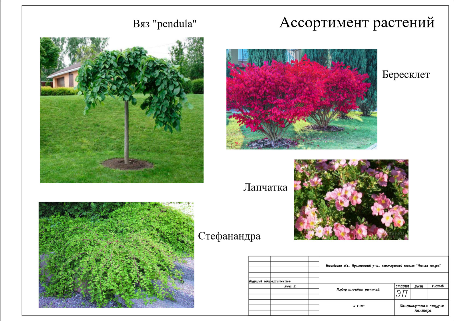 Лесная Сказка