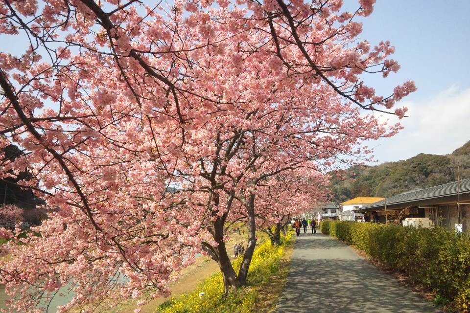 Вопрос: Какой сакурой на самом деле любуются в Японии