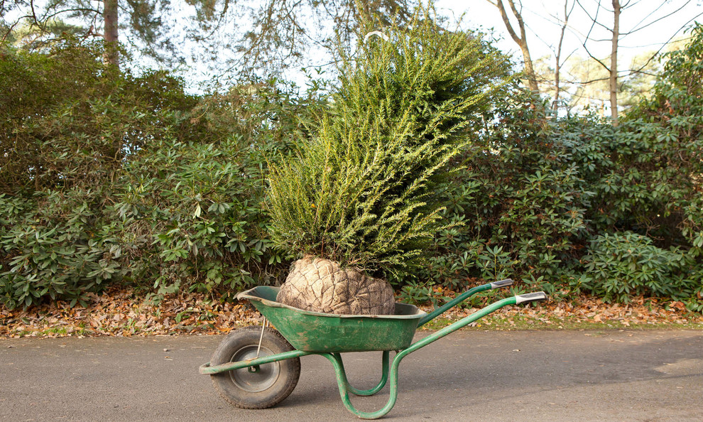 Елка будущего года: Какую выбрать и где посадить