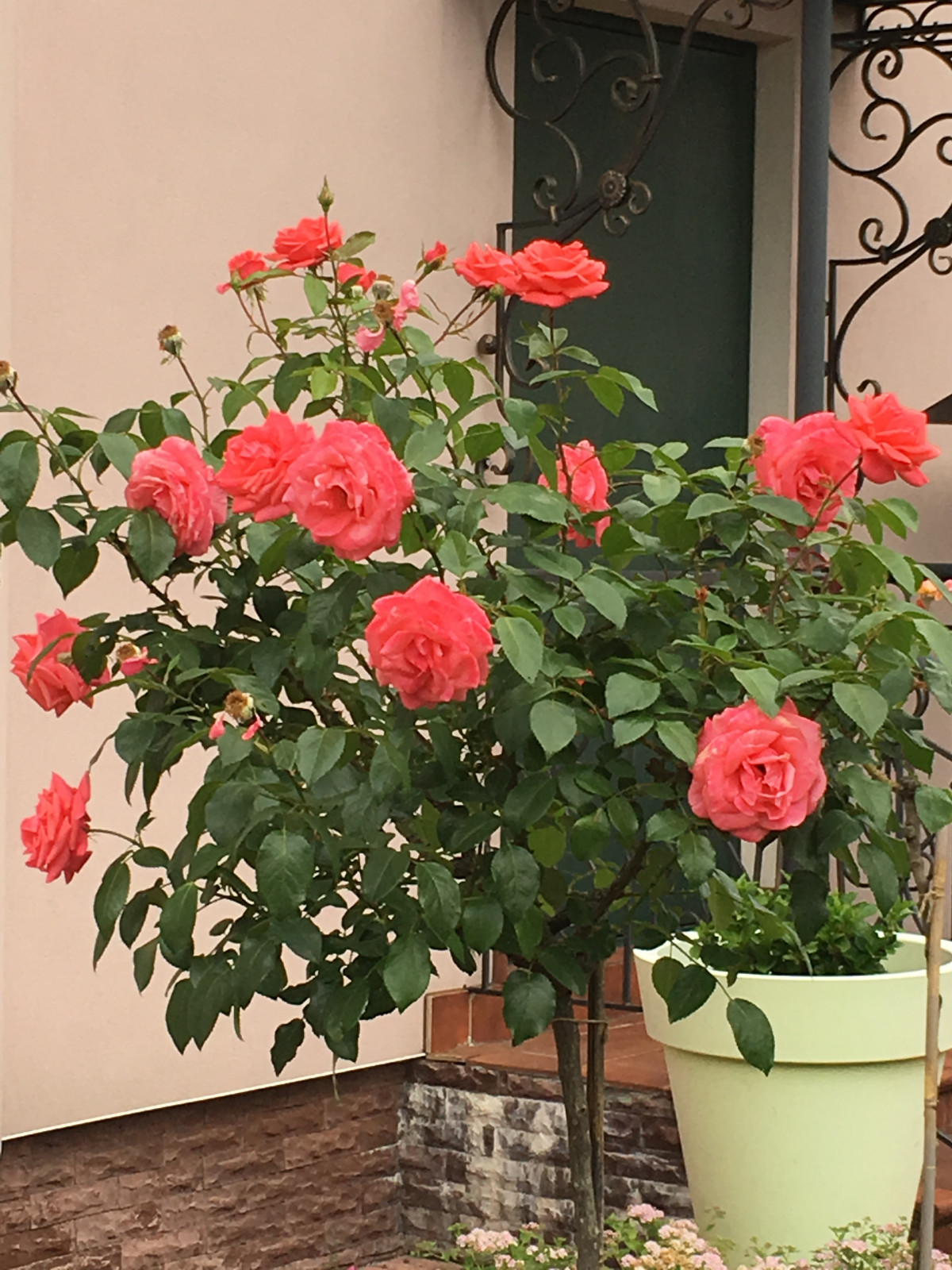 Французский садик в поселке Рыбаки Дмитровское шоссе