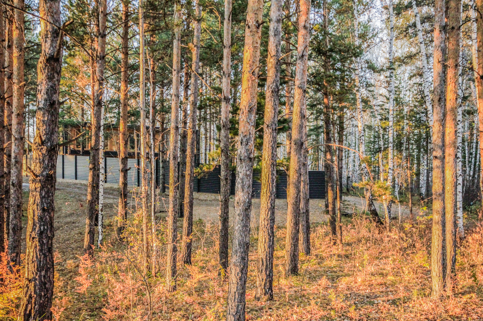 Обложка проекта: Дом Рериха