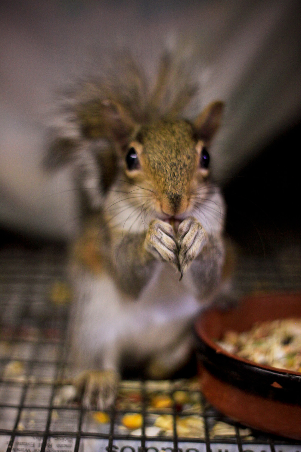 Нестандартные животные в стандартной квартире