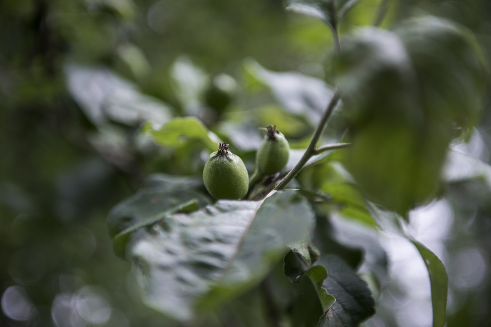 В гостях: Сад в идеальной форме... круга