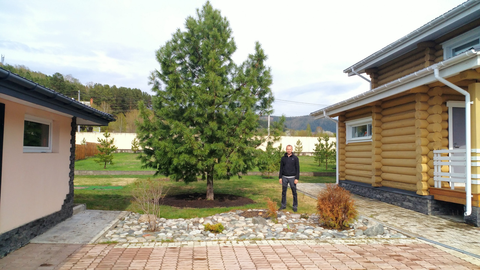 Посадка Деревья Кедр