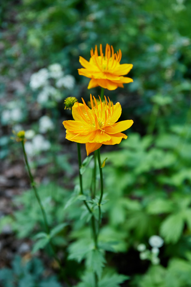 Проект "Современный сад"