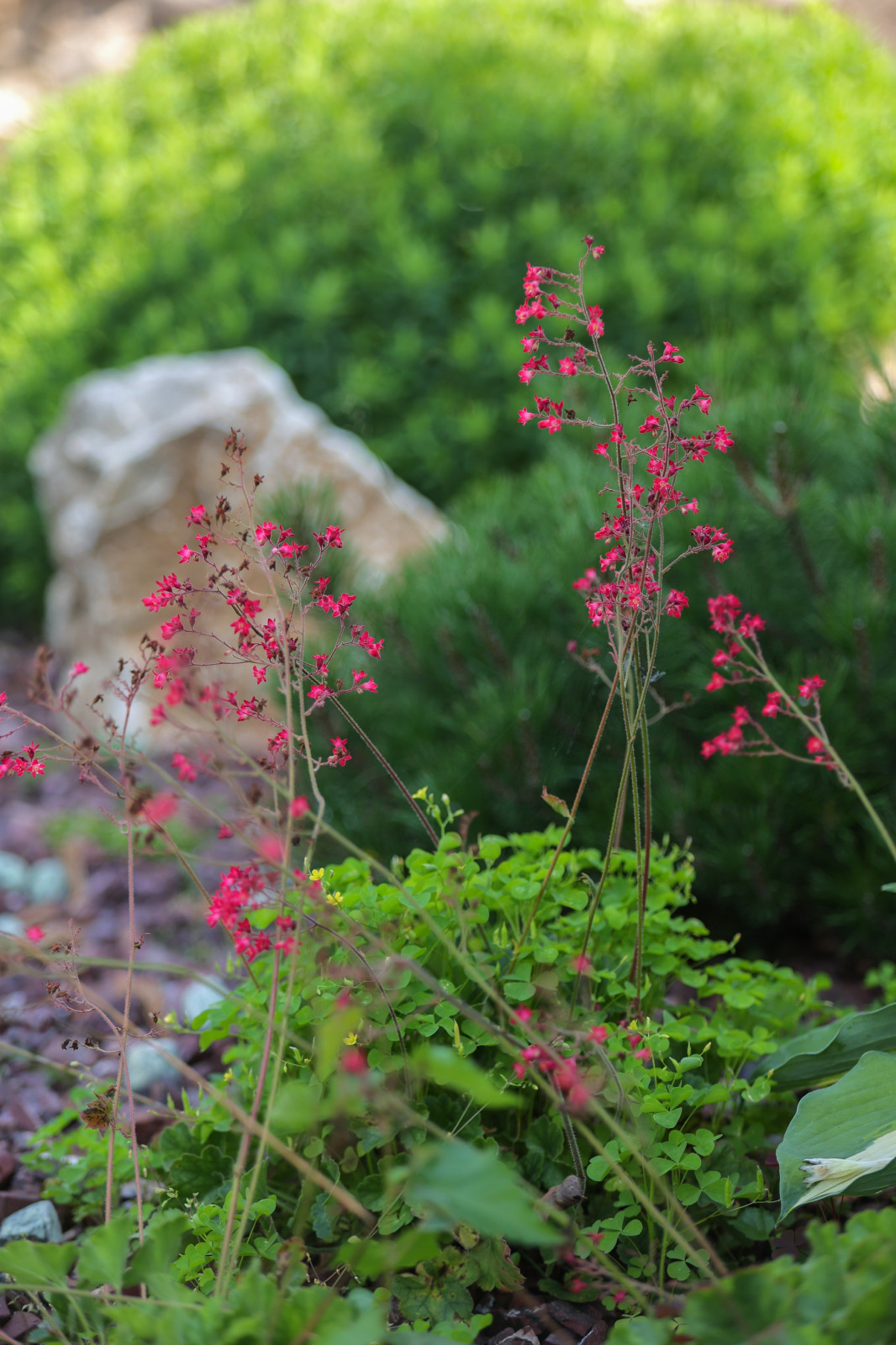 В гостях: Переделка природного сада у каскада прудов