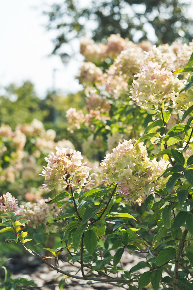 Современный сад на Успенском шоссе