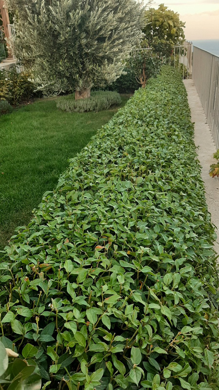 Ландшафтный дизайн