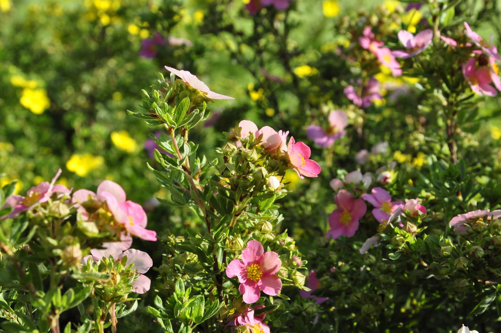 кп "Бенелюкс" - Уход за садом - 100% качество