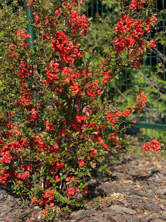 Озеленение территории г. Гурьевск, Калининградская область