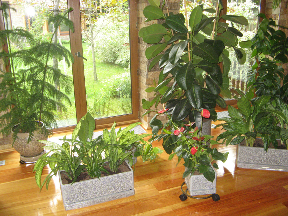 НИИ Радио. Зимний сад