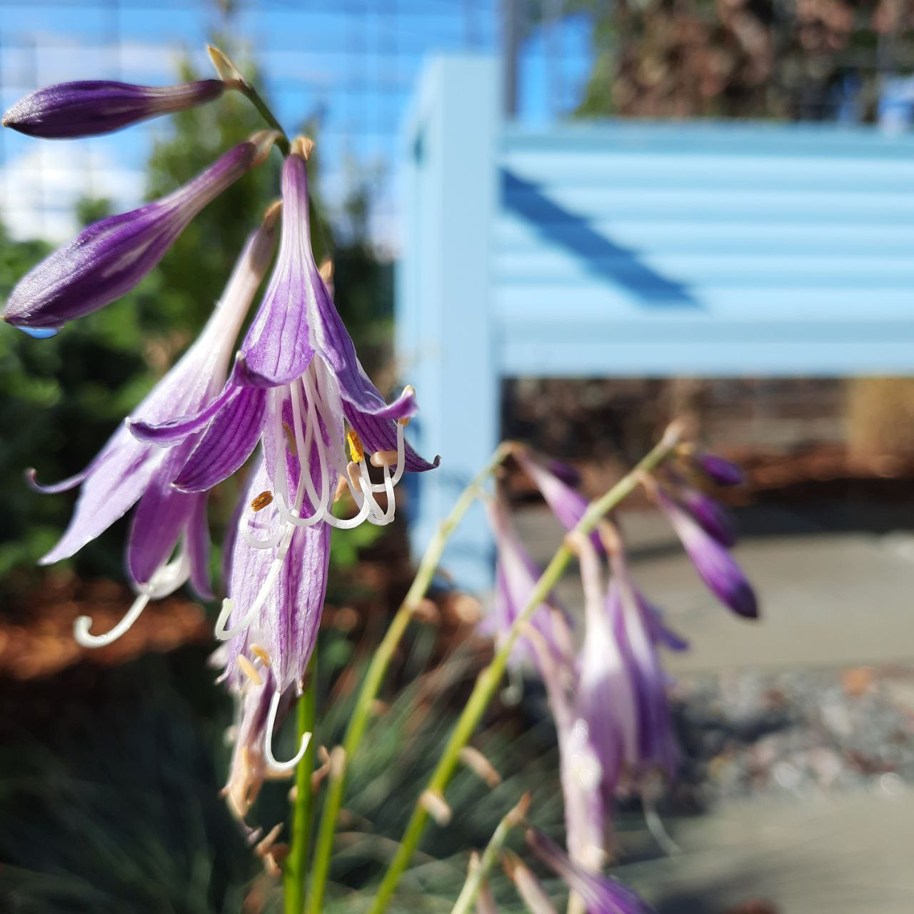 Сад с голубой скамьёй