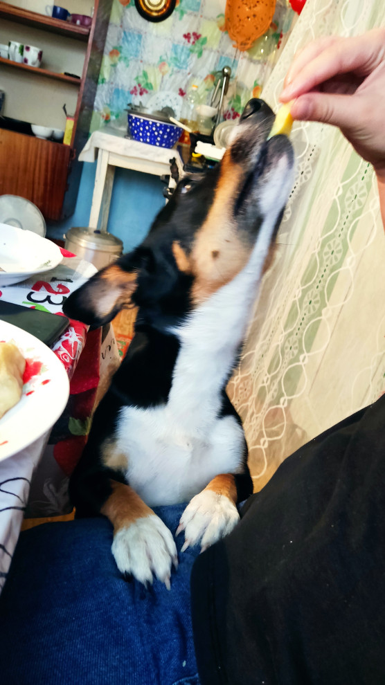 Николай Грачев