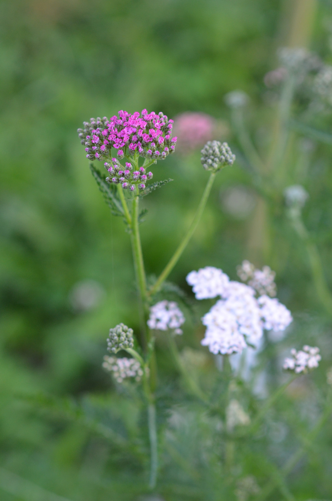 Садовый участок - лето