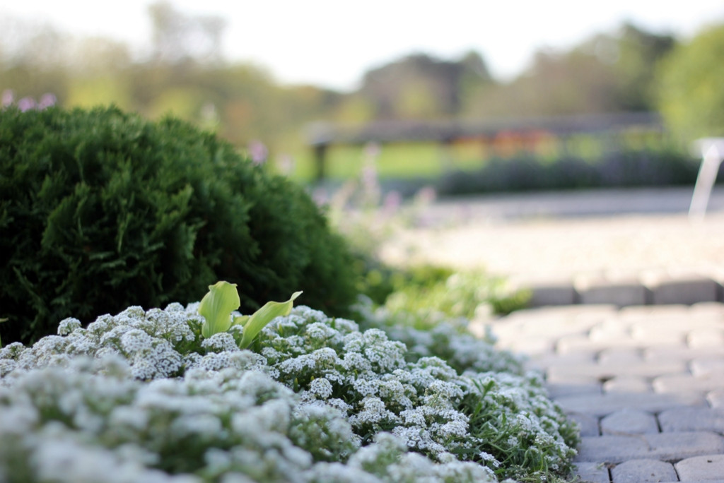 Обложка альбома: зеленая лужайка из почвопокровных растений