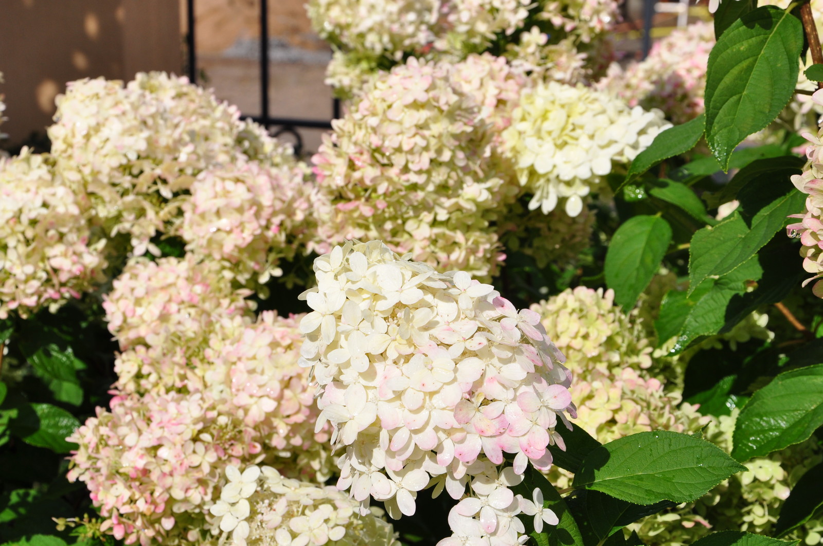 кп "Мелоди" - Уход за садом - 100% качество