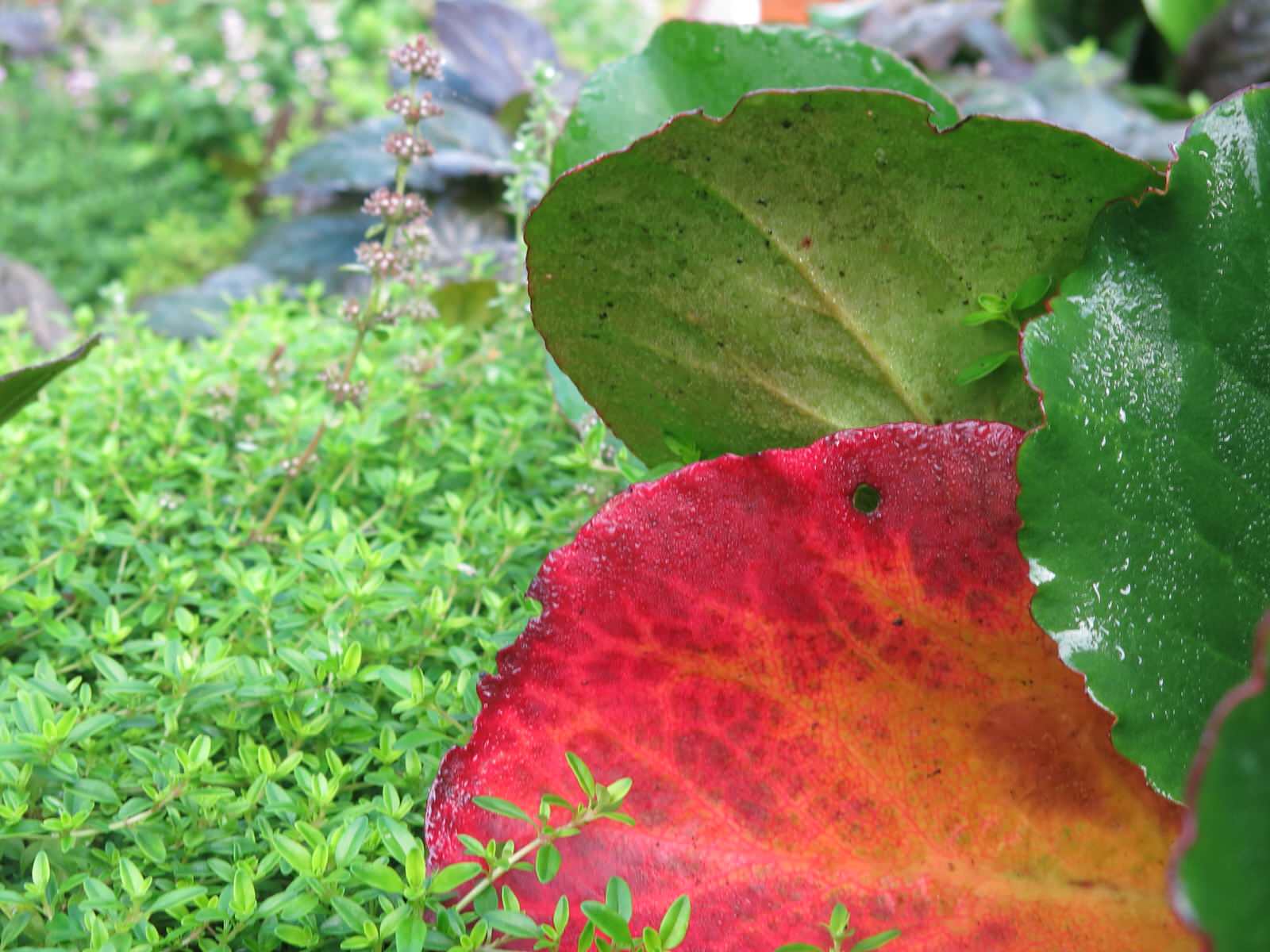 ЯГОДНОЕ ЛУКОШКО (РАСТВОРИВШИСЬ В РАДУГЕ). СЕЗОН 2016. УТРО