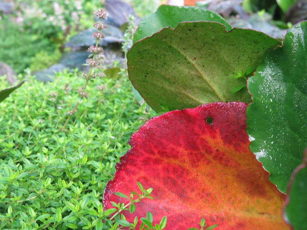 ЯГОДНОЕ ЛУКОШКО (РАСТВОРИВШИСЬ В РАДУГЕ). СЕЗОН 2016. УТРО