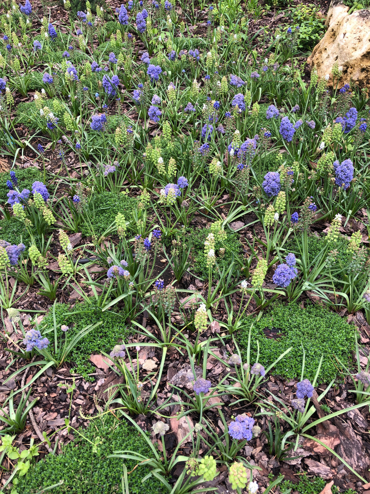 Поляна с Мускари