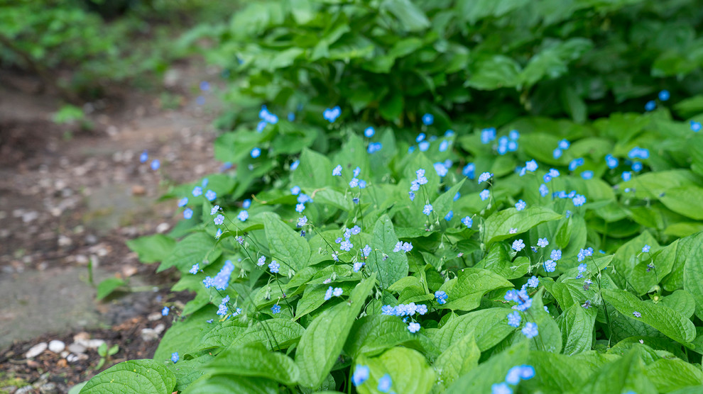 Сад с японским характером в КП "Ландшафт", Усово 2010 г