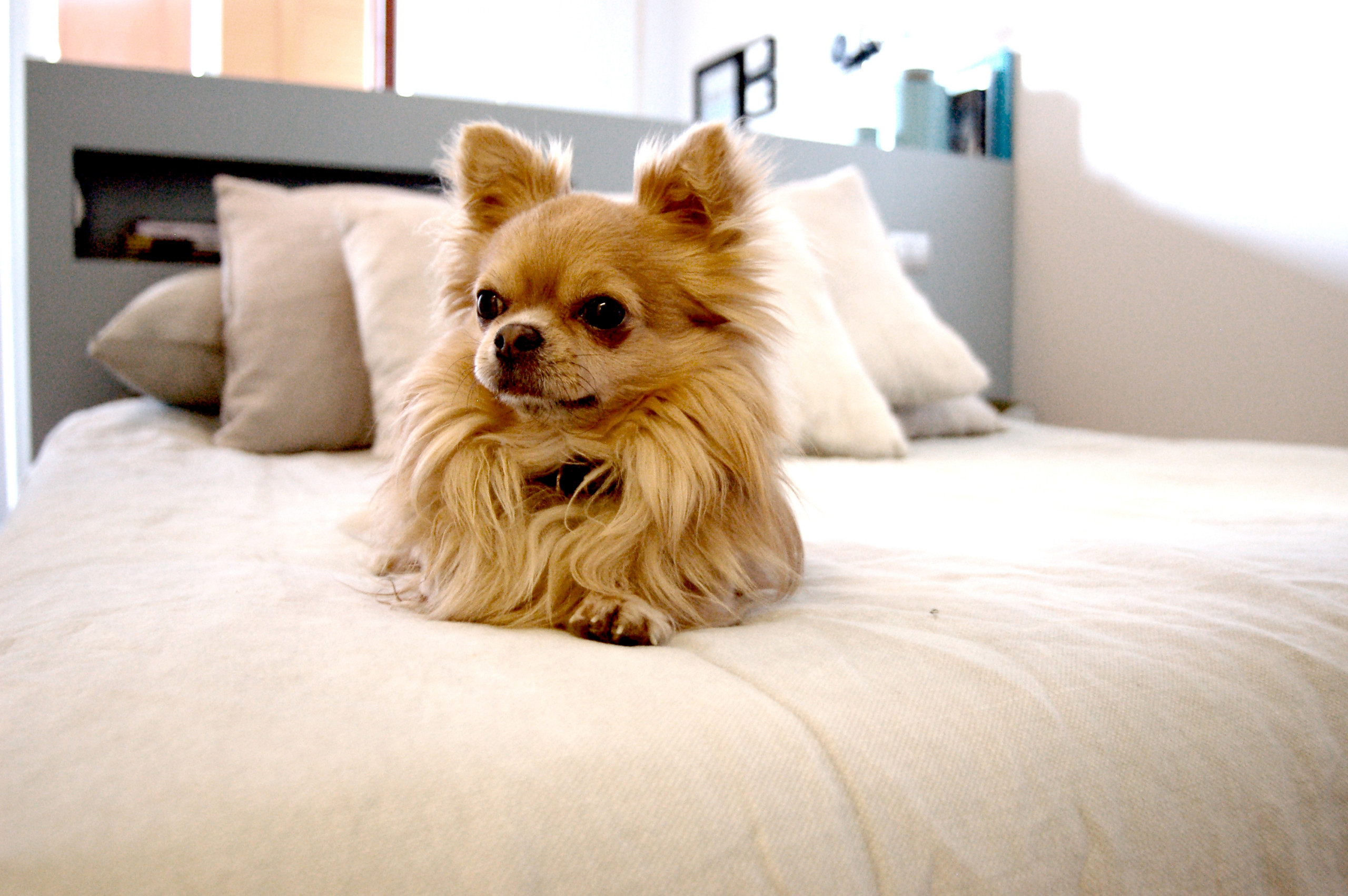 Houzz Италия: Винтаж и современность в доме открытых пространств