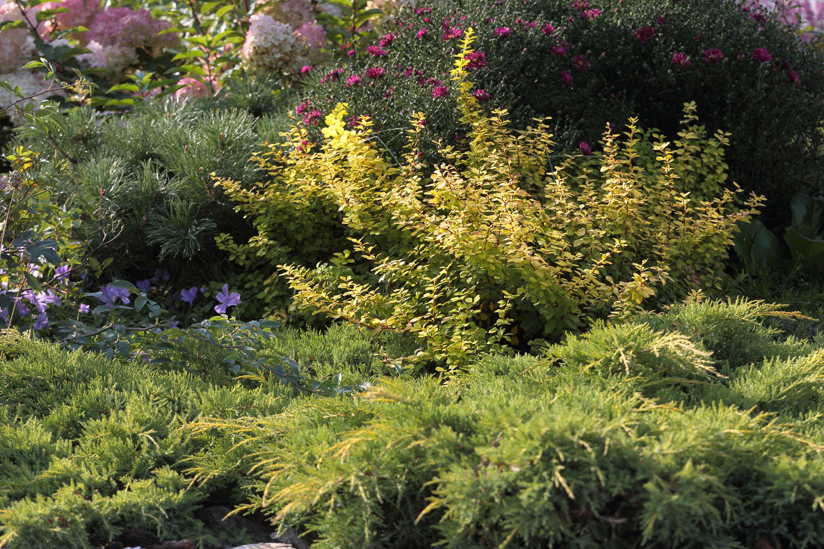 Хвойный миксбордер