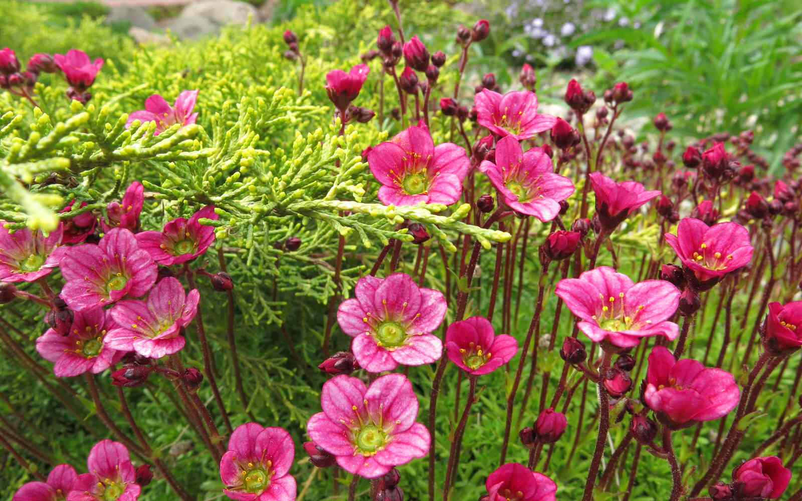 ТЕПЛЫШКО МОЕ. ВЕСНА.