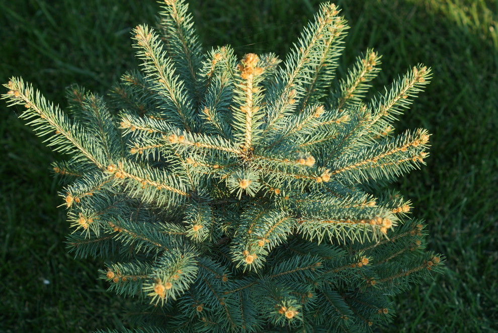 Обложка проекта: Дом в восточно-европейском стиле