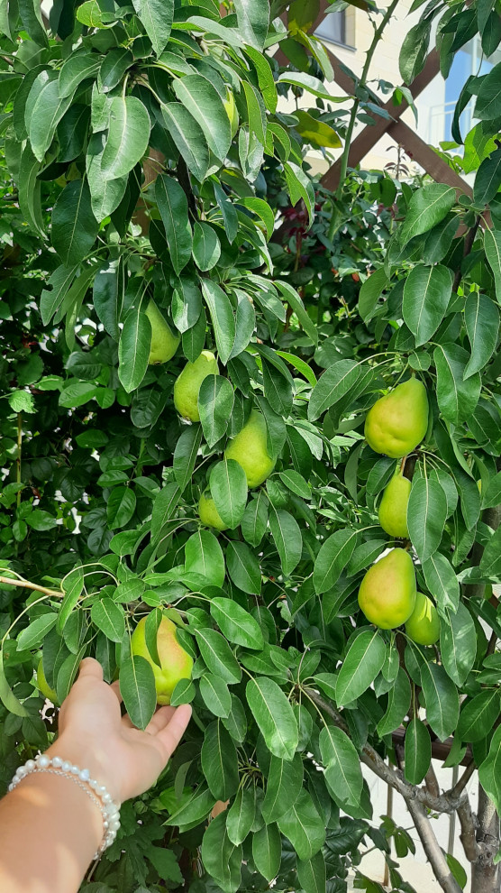 Ландшафтный дизайн