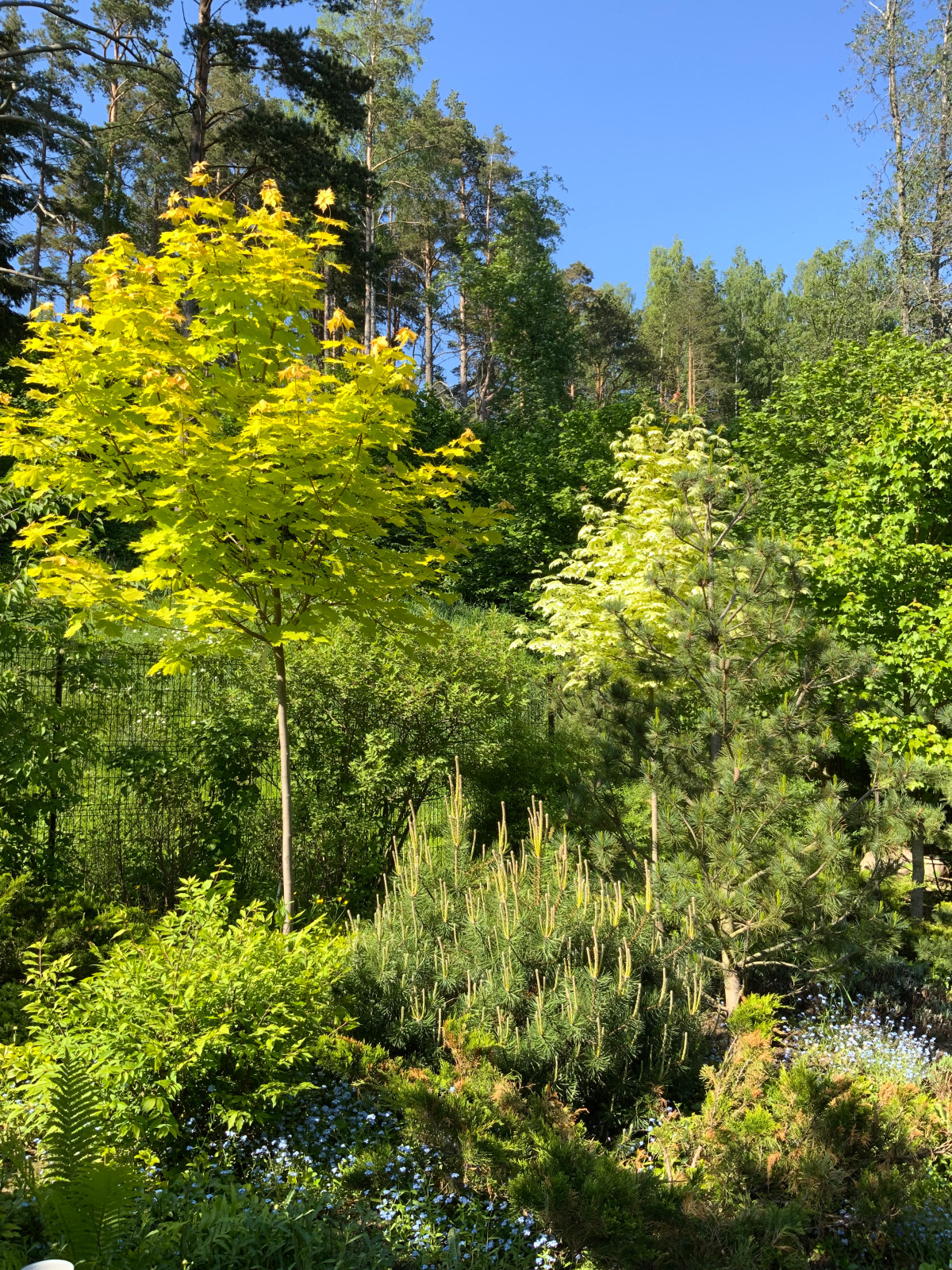 Сад натуралистического стиля