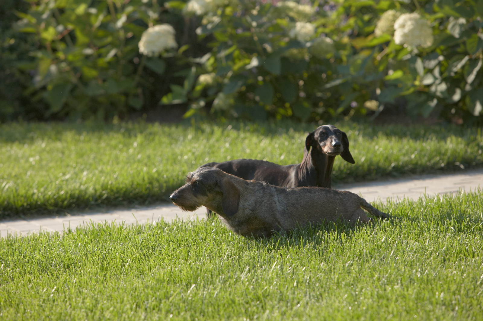 Отражение в каплях росы