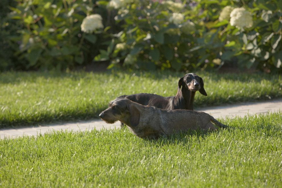 Отражение в каплях росы
