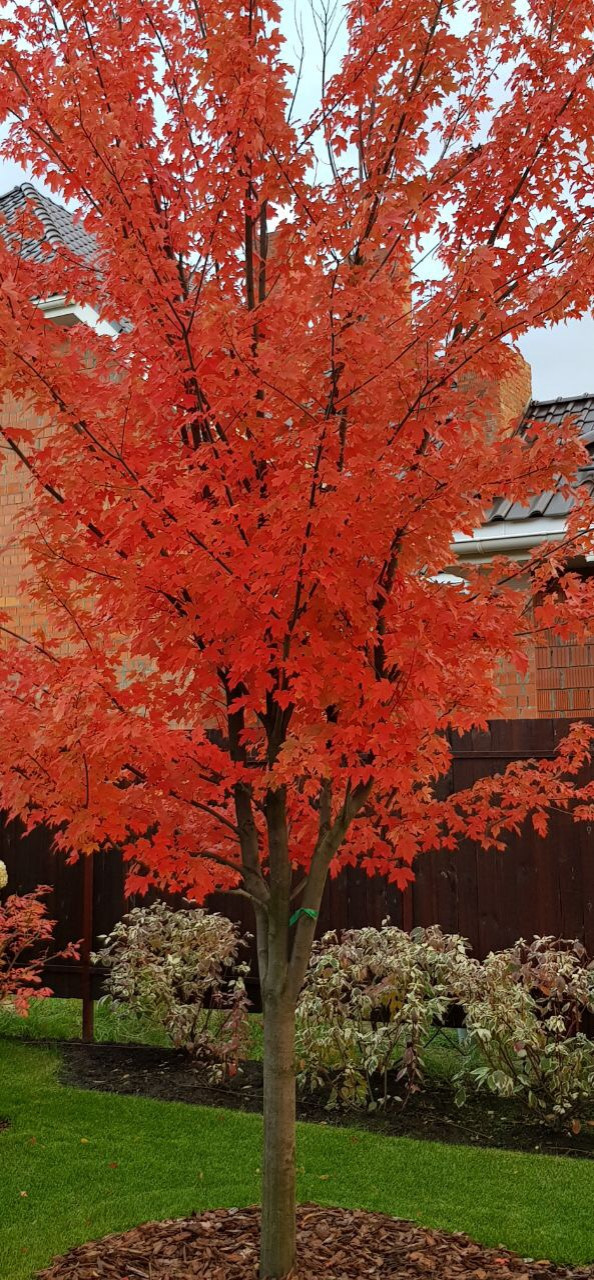 КП Снегири "Сад в пейзажном стиле" 50 соток