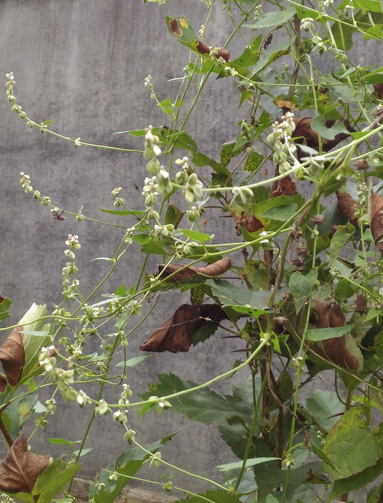 Летящие одуванчики