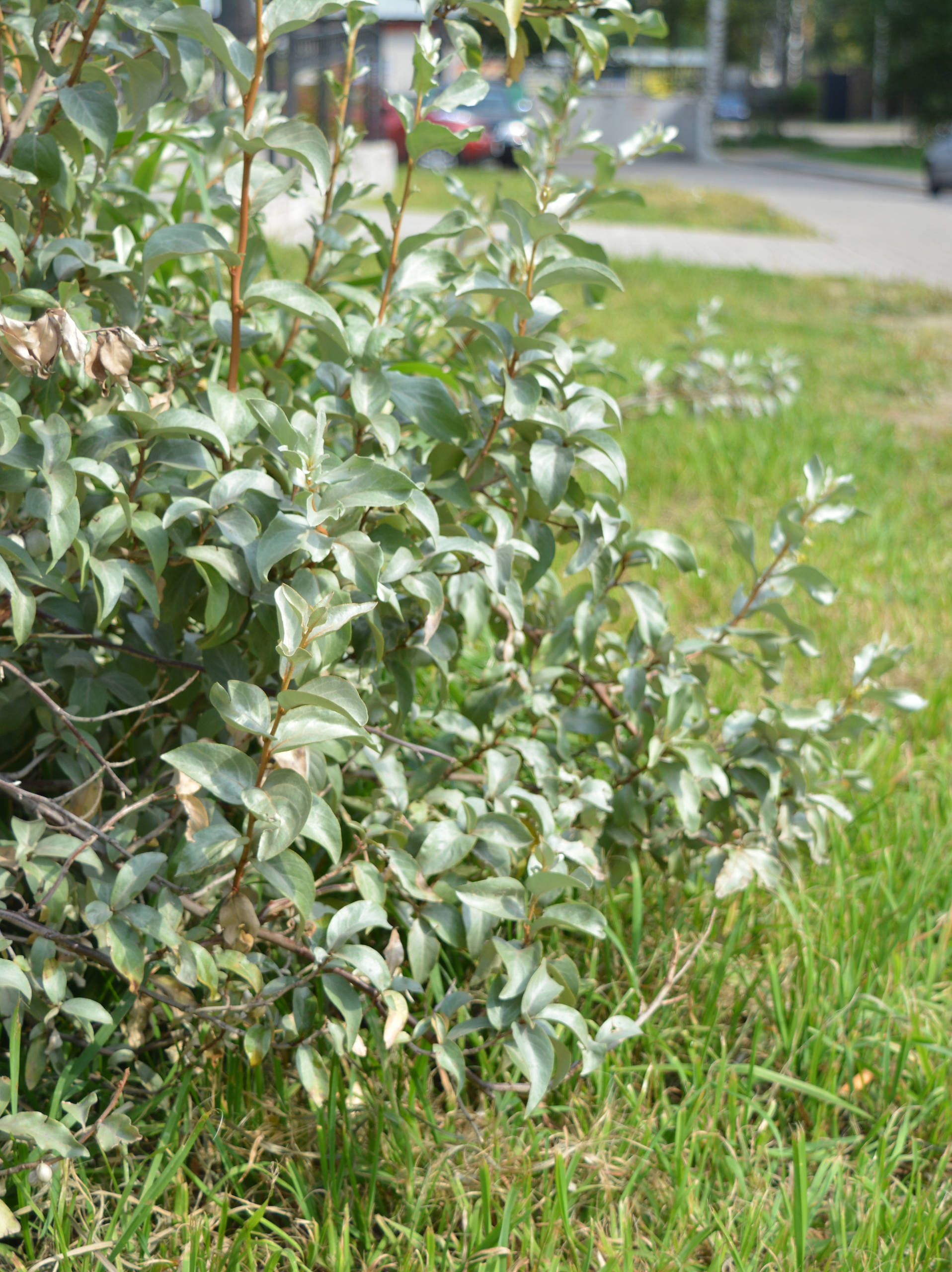 Хороший вопрос: Как создать арома-сад на даче