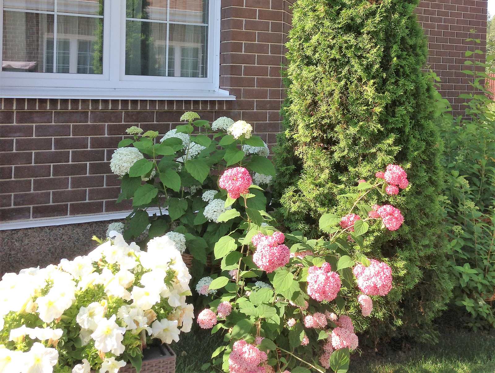 Вавиловец 1