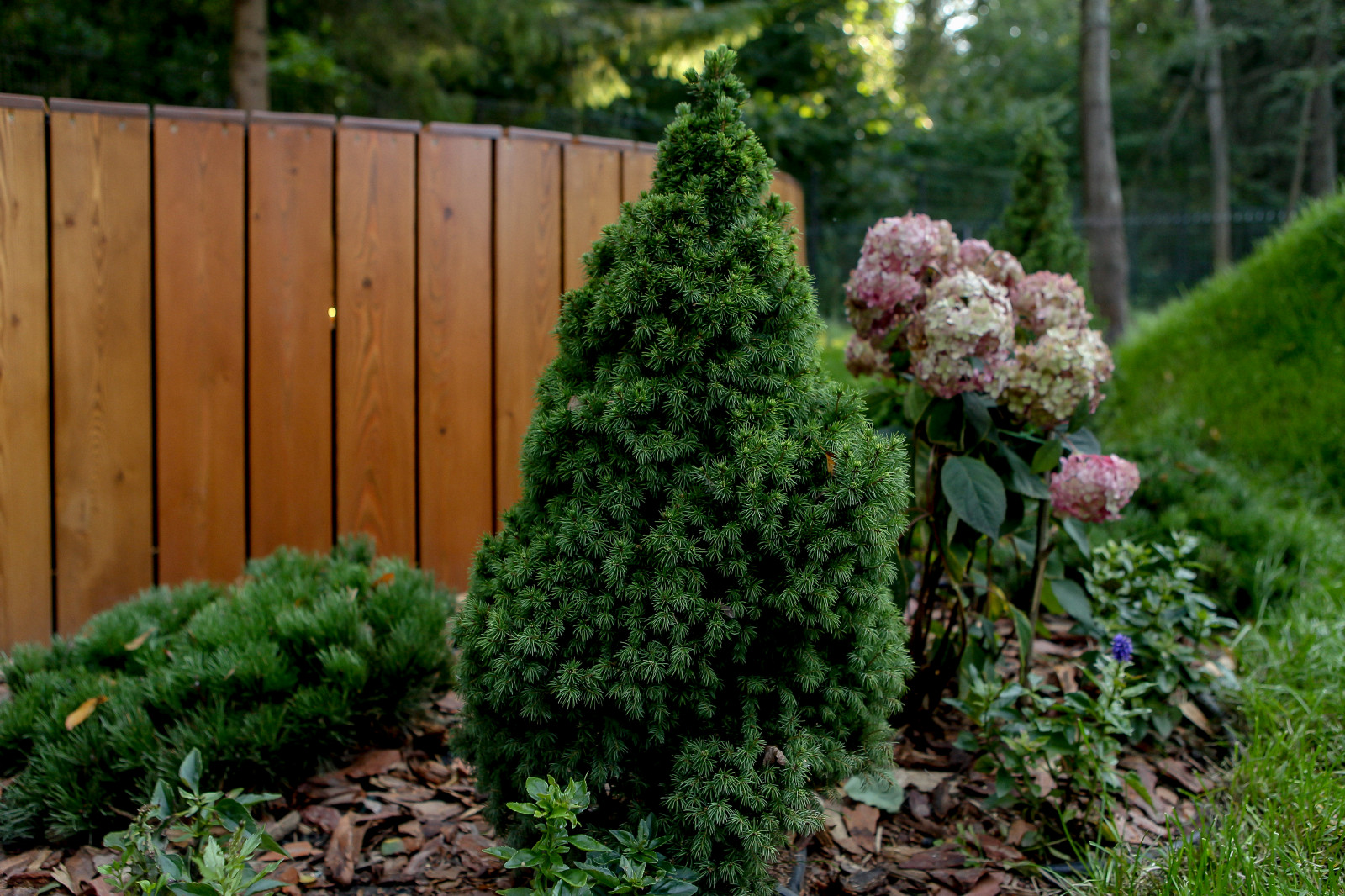 Сказочный лес