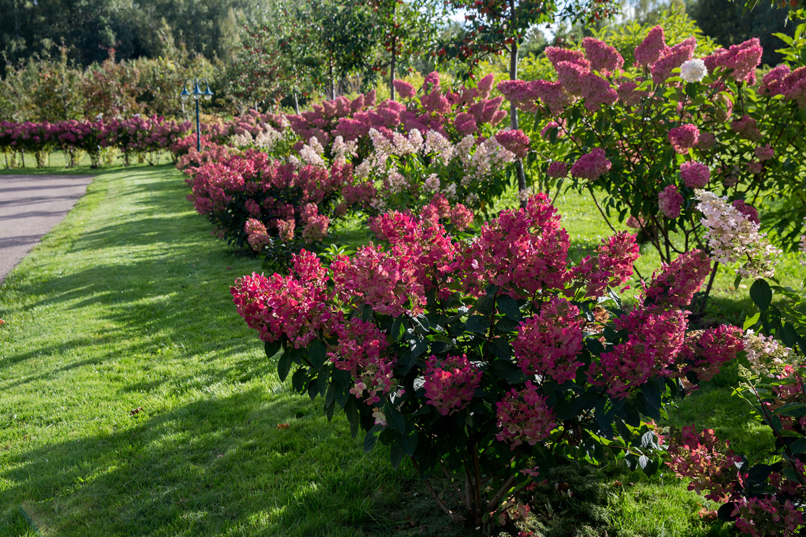 Обложка проекта: Парк в  Шаховском районе