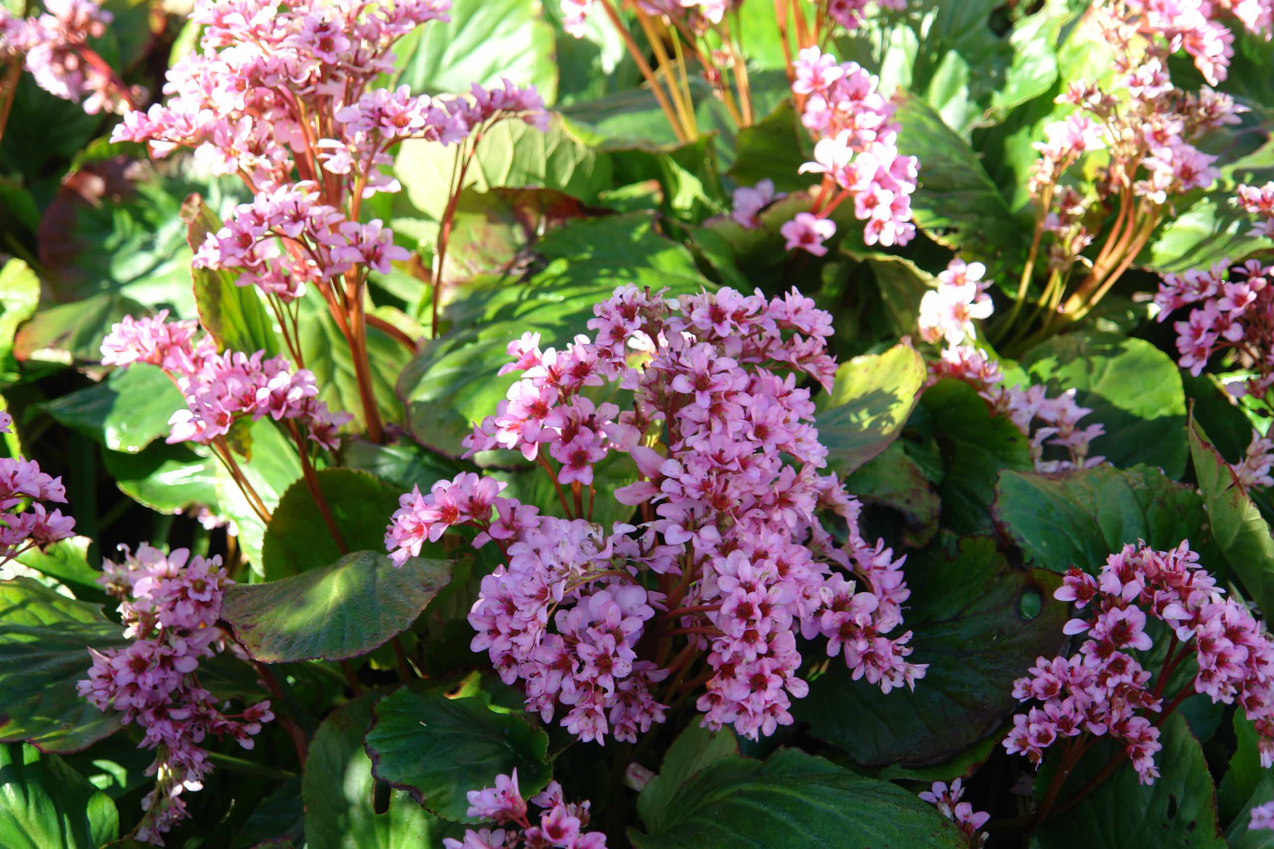 22 красиво цветущих растения для сырых и влажных мест в вашем саду