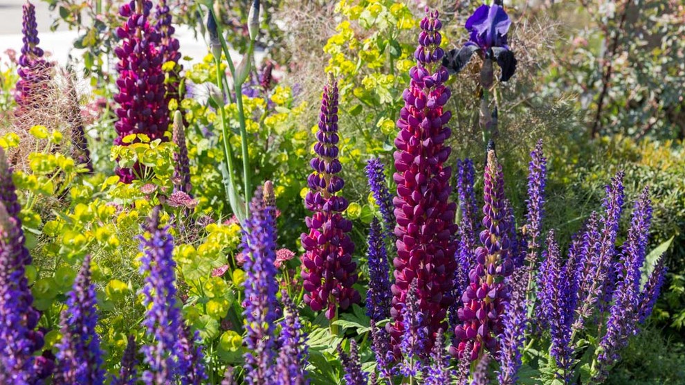 Уроки Chelsea Flower Show: Модные растения 2018 года