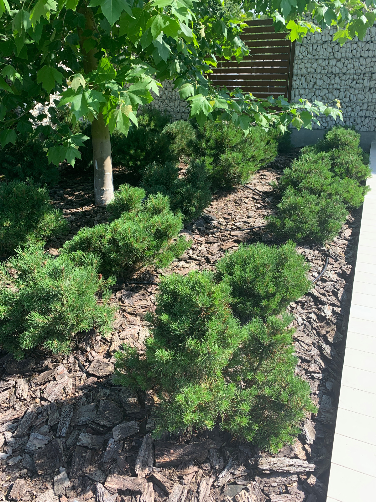 Современный сад для семьи