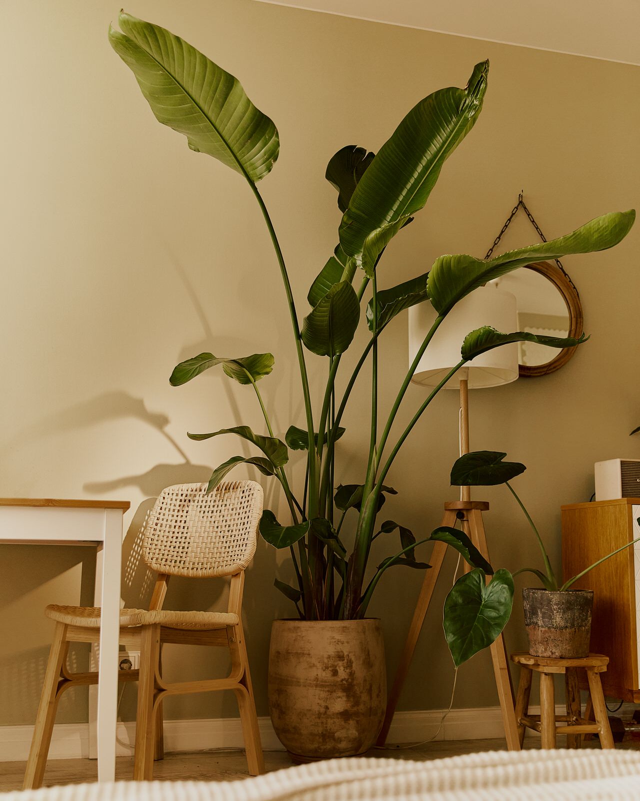 Обложка проекта: Озеленение квартиры-студии