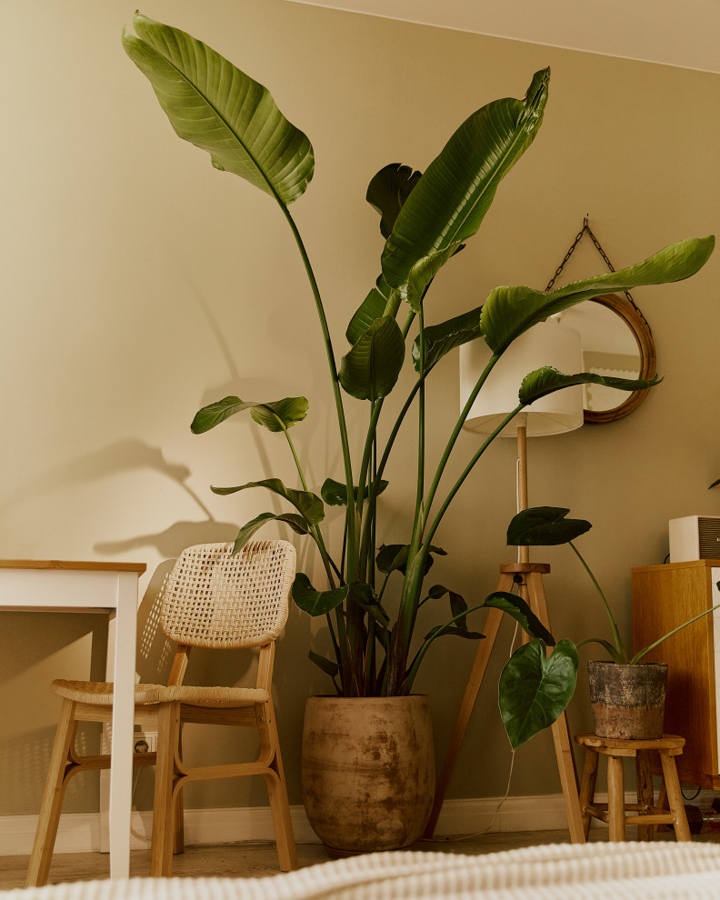 Обложка проекта: Озеленение квартиры-студии