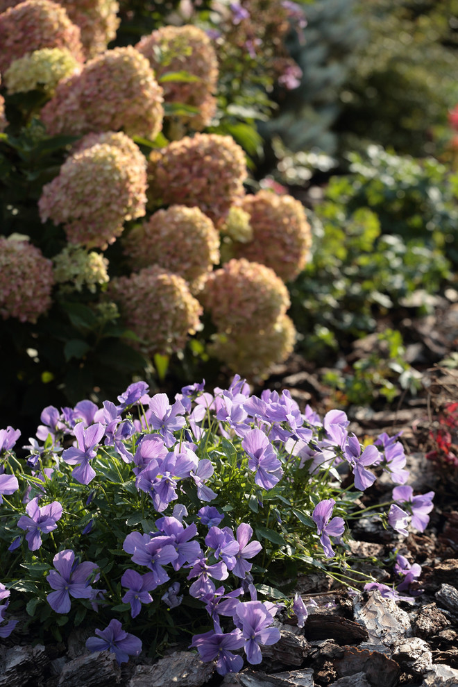 Хвойный миксбордер